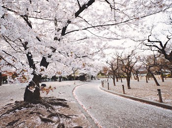 White Tree Beside Pathway