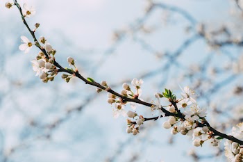 White tree blossom