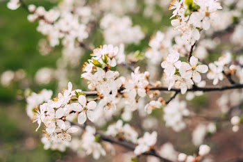 White tree blossom 2