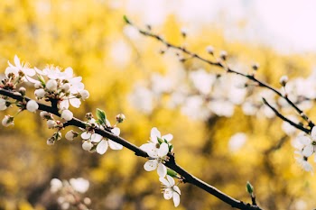 White tree blossom 3