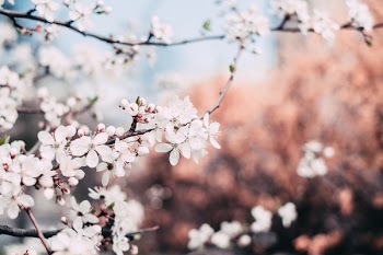 White tree blossom 4