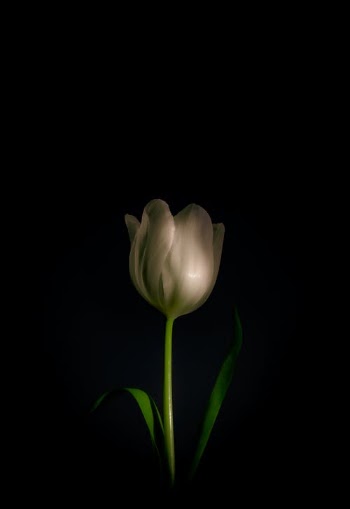White Tulip in Bloom Close Up Photo · Free Stock Photo