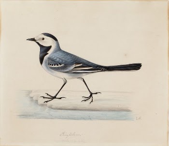 White wagtail, by Ferdinand von | Free Photo - rawpixel