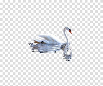 , White Water Goose transparent background PNG clipart