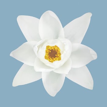White water lily, flower collage | Free PSD - rawpixel