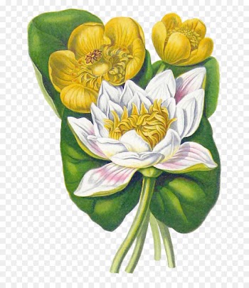 White Water-Lily Yellow Water-lily Flower Botany Botanical illustration - vintage flower 