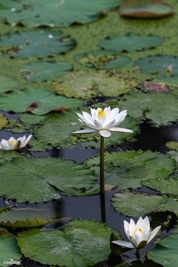 White waterlily tropical night blooming flowers | Free  photo - 2263944