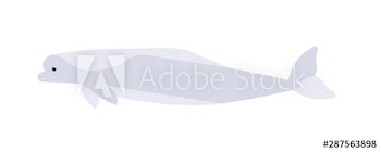 White whale flat vector illustration