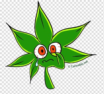 White Widow Blue Dream Cannabis Marijuana Plant, cannabis transparent background PNG clipart