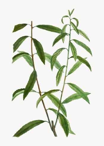 White willow branch | Free stock vector - 568325