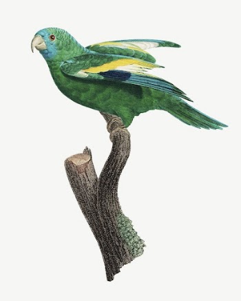 White-winged parakeet parrot bird, vintage | Free PSD Illustration - rawpixel