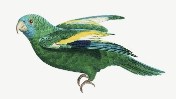 White-winged parakeet parrot bird, vintage | Free PSD Illustration - rawpixel