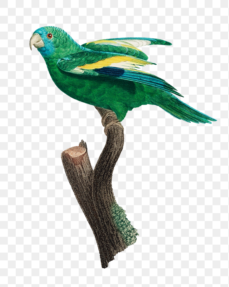 White-winged parakeet parrot png bird | Free PNG Illustration - rawpixel