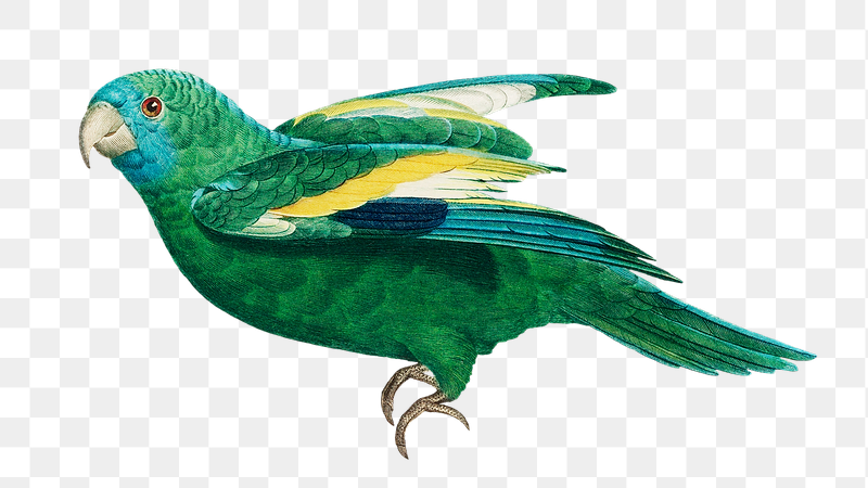 White-winged parakeet parrot png bird | Free PNG Illustration - rawpixel