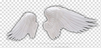 White wings illustration, Feather Wing Angel, Angel Wings,Dark ...