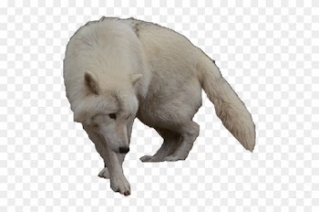 White Wolf Clipart Arctic Wolf Pencil And In Color - White Wolf Without Background
