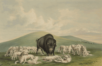 White Wolves Attacking a Buffalo | Free Photo - rawpixel