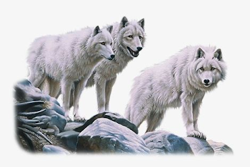 White Wolves PNG, Clipart, Animals, Animals Wolf, Carnivores ...