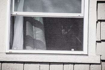White Wooden Framed Window