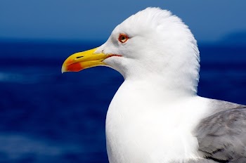 White Yellow and Gray Long Beak Bird Under Blue Sky