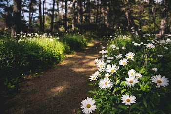 White Yellow Flowers on Brown Soil