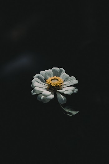 White Zinnia Flower Close-up Photography