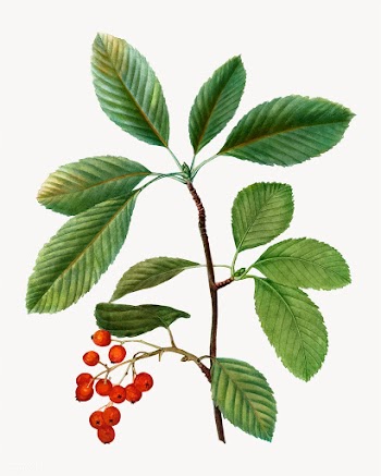 Whitebeam branch | Free stock vector - 568624