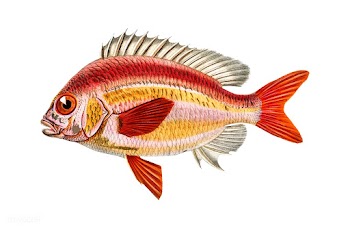 Whitecheek monocle bream (Scolopsisscolopside.. | Free stock vector - 467689