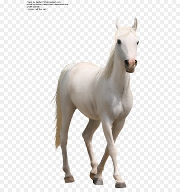 Whitehorse - Horse Png 7 