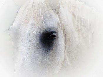 whitehorse....jpg