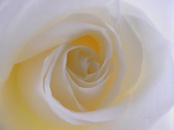 WhiteRose.JPG