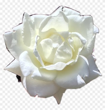 Whiterose Rose White Flower Plant Nature Beautifulscene - Garden Roses