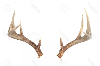 Whitetail Deer Antlers Vector | SOIDERGI