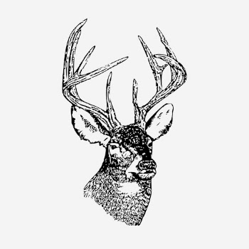 Whitetail deer head, vintage animal | Free Photo Illustration - rawpixel