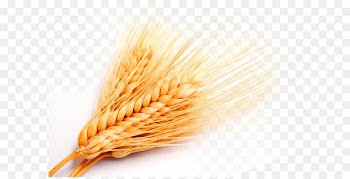 Whole grain Grasses Cereal - Golden wheat wheat wheat 