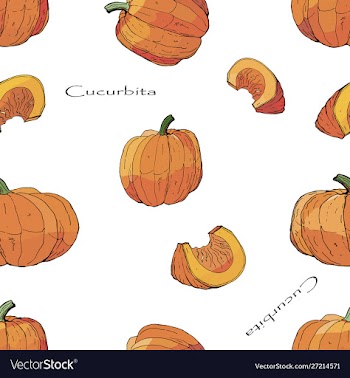 Whole pumpkins and pieces doodles vector image