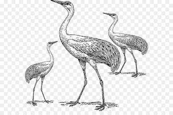 Whooping crane Bird Heron Drawing - aves icon 