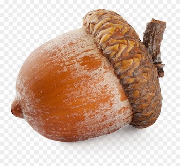 Why Acorn Nut Food Is Used By Indigenous People - Nut Png