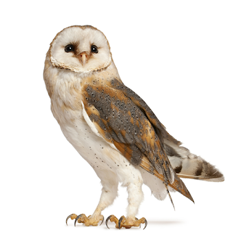 Why an owl? - My English School