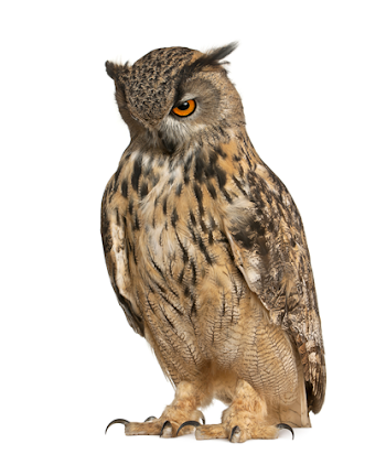 Why an owl? - My English School