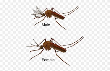 Why Are Mosquitoes Attracted To Some People More Than - Male Mosquito Vs Female Mosquito