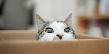 Why Do Cats Do That? Answers to Your Pet Care Questions
