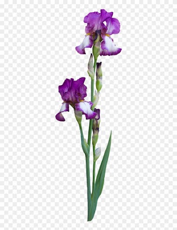 Why Do People Choose To Birth At A Birth Center - Iris Croatica
