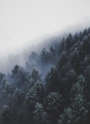 wide angle photo of pine trees