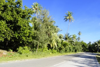 Wide Open Road With Trees