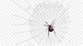Widow spiders Insect Symmetry Pattern - Halloween Transparent Net and Spider Picture 