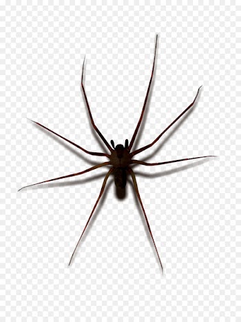 Widow spiders STX G.1800E.J.M.V.U.NR YN May Wolf spider - spider 
