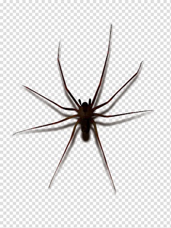 Widow spiders STX G.1800E.J.M.V.U.NR YN May Wolf spider, spider transparent background PNG clipart