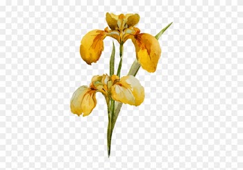 Wild &amp; Natural Bouquets - Wild &amp; Wondrous Flowers