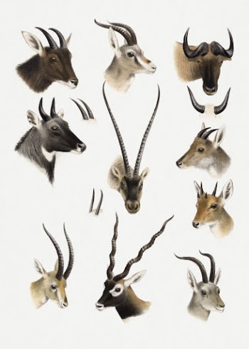Wild animal lithograph, The Great | Free Photo Illustration - rawpixel